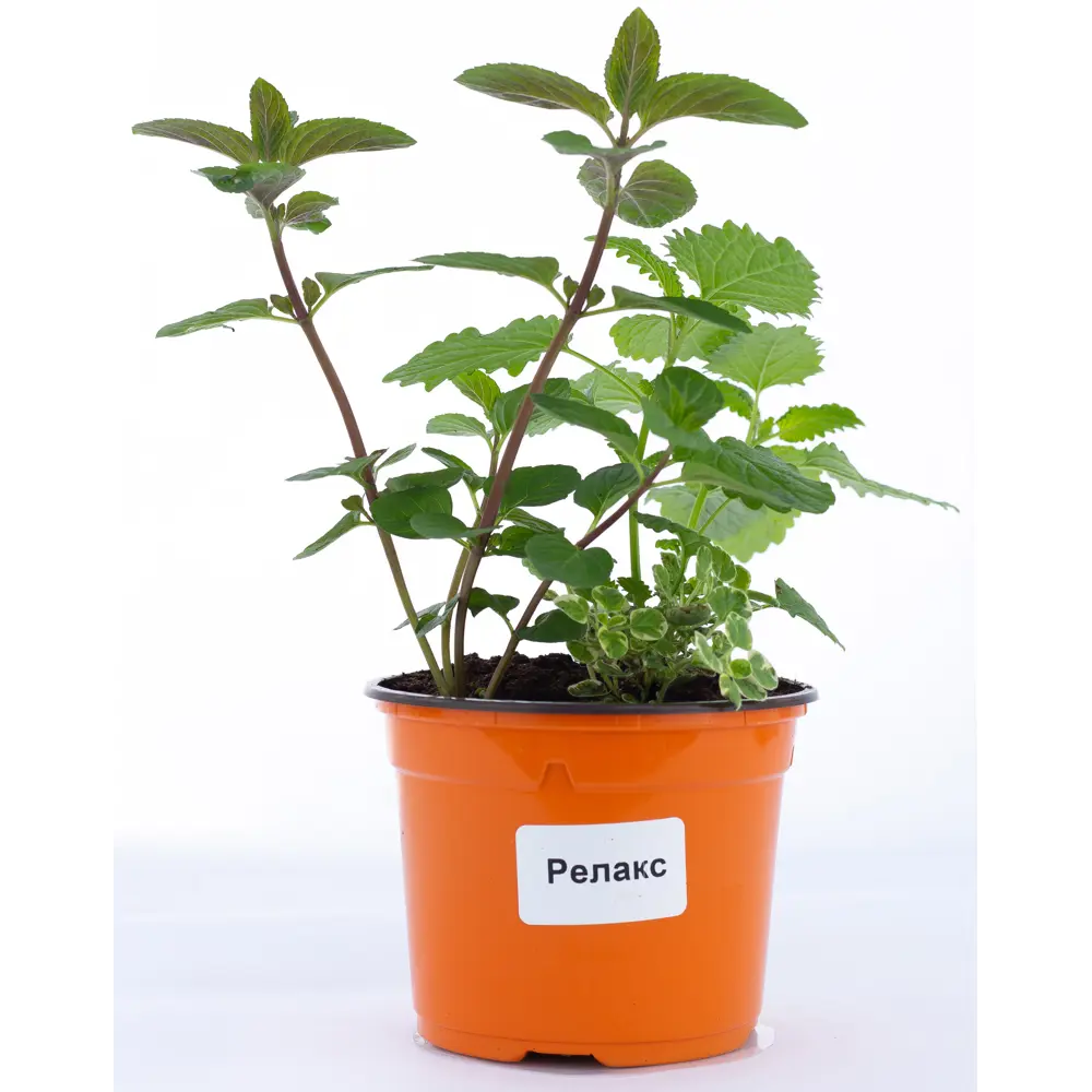 Релакс Мелисса/мята/душица ø12 h20 см Santreyd STLM-2042444