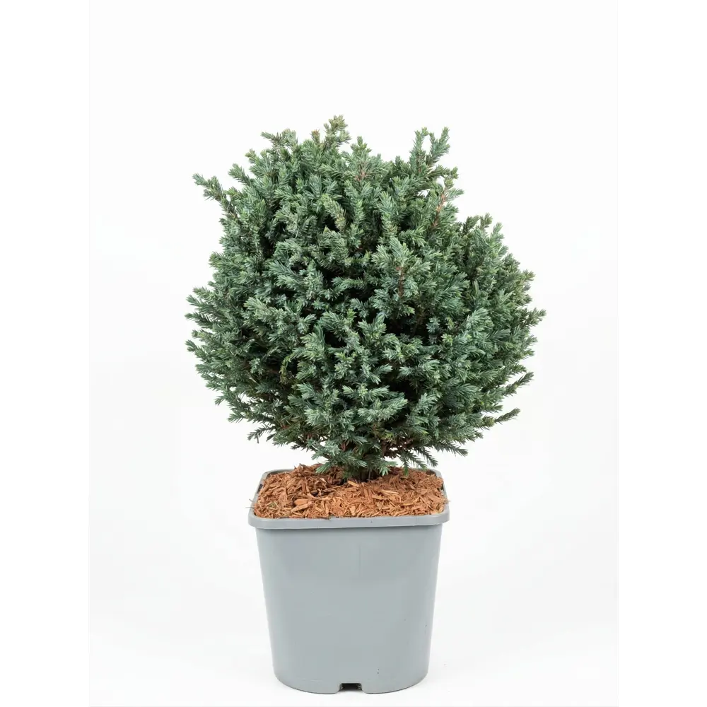 Кипарисовик горохоплодный Блю Мун ø23 h20 см Santreyd STLM-2084674