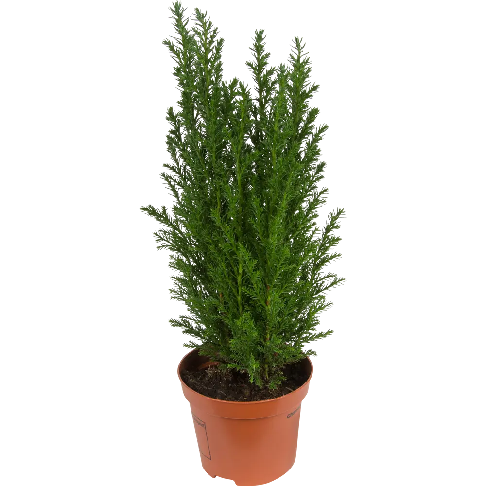 Кипарисовик Элвуди 9x35 см Santreyd STLM-2120657