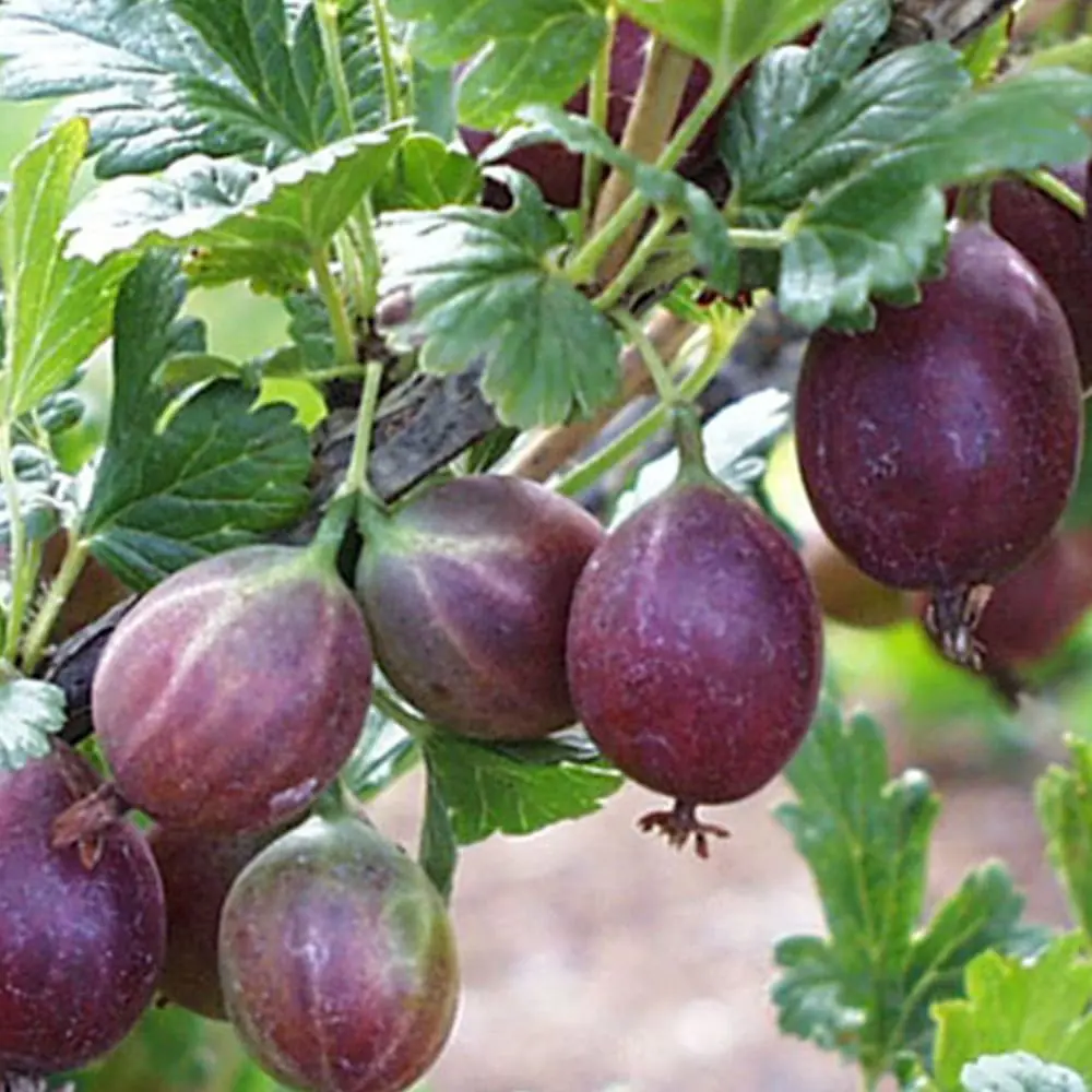 Крыжовник обыкновенный Грушенька 89465412 STLM-2127212 PLANTMARKET 