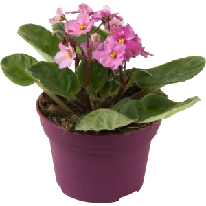 Фиалка микс d12 h20 82579750 STLM-2184780