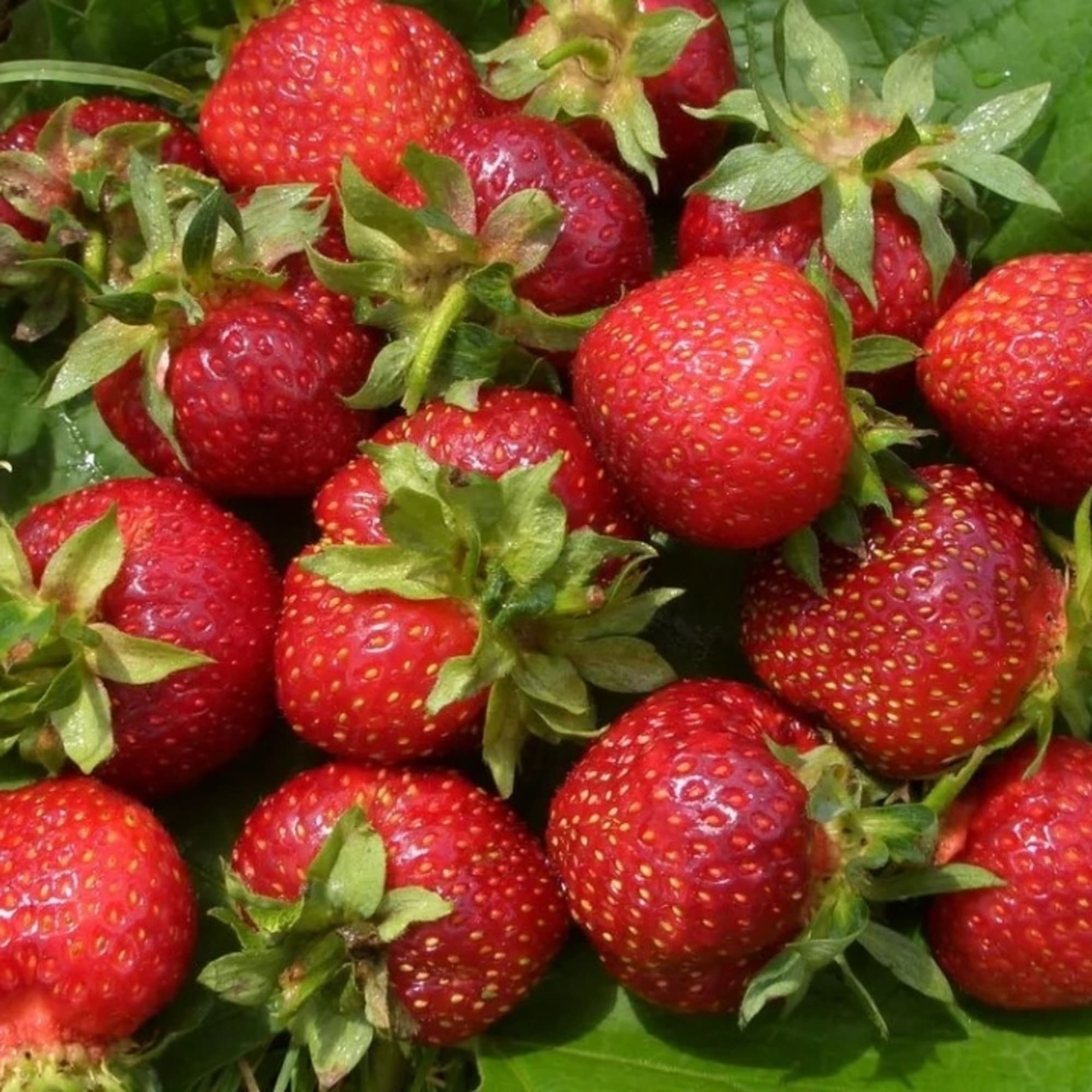 82528925 Земляника традиционная ранняя 5 шт Santreyd  - Вид №3