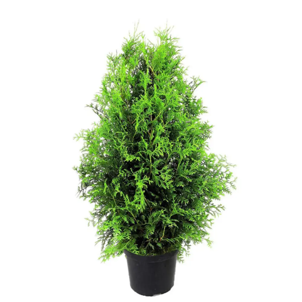 Туя западная Брабант ø15 h55 см 84832878 STLM-2034312 PLANTMARKET 