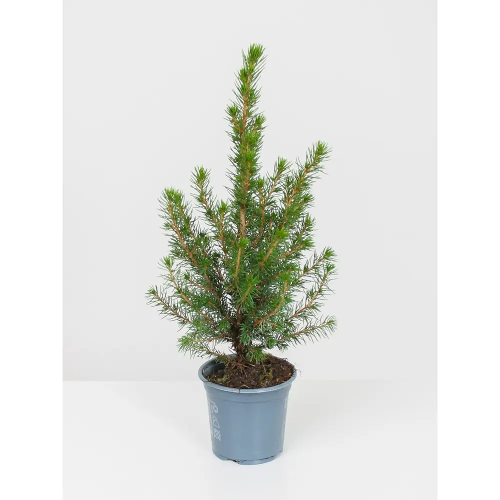 Ель Коника ø9 h30 см Santreyd STLM-2185549 - Вид №1