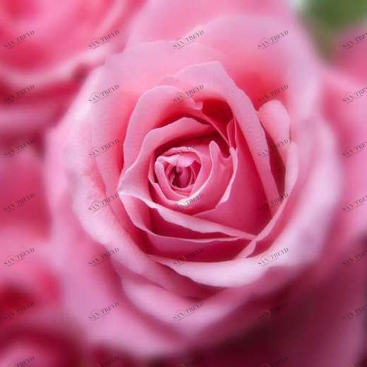 WP01099 Фотообои Verol Фотообои decoline 1х1 м