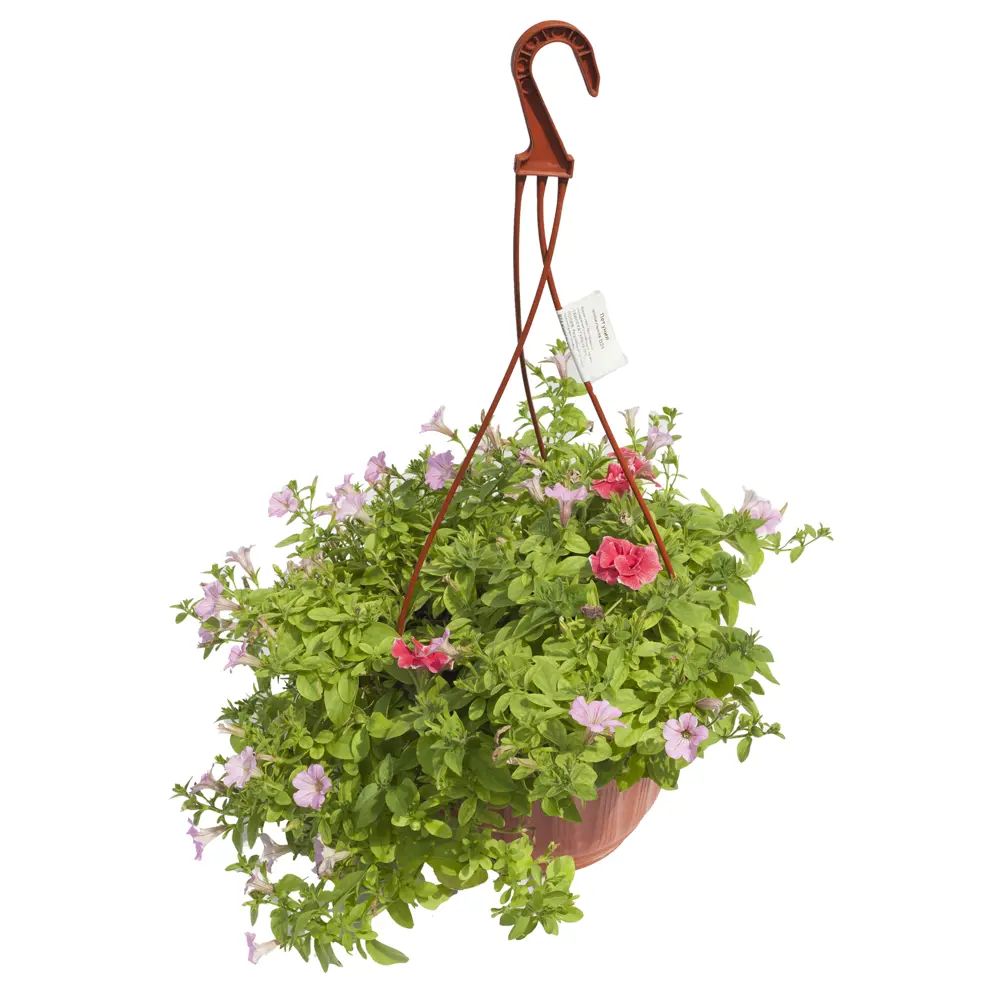 Рассада «Петуния Биг Тайм ампельная», 25x21 см 12710149 STLM-2210844 Santreyd 