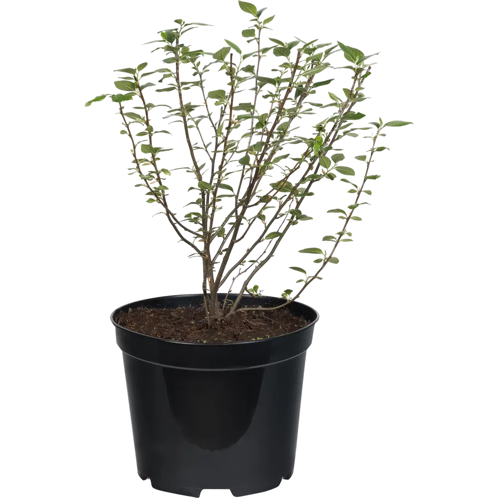 Кизильник блестящий 7.5 л h50-70 см 82219501 STLM-2064344 Santreyd 