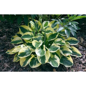 Хоста Брим Кап луковицы 1