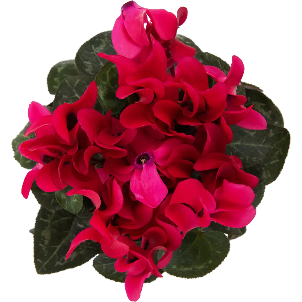Цикламен микс 25x10 см 17708494 STLM-2037298 Santreyd  - Вид №1