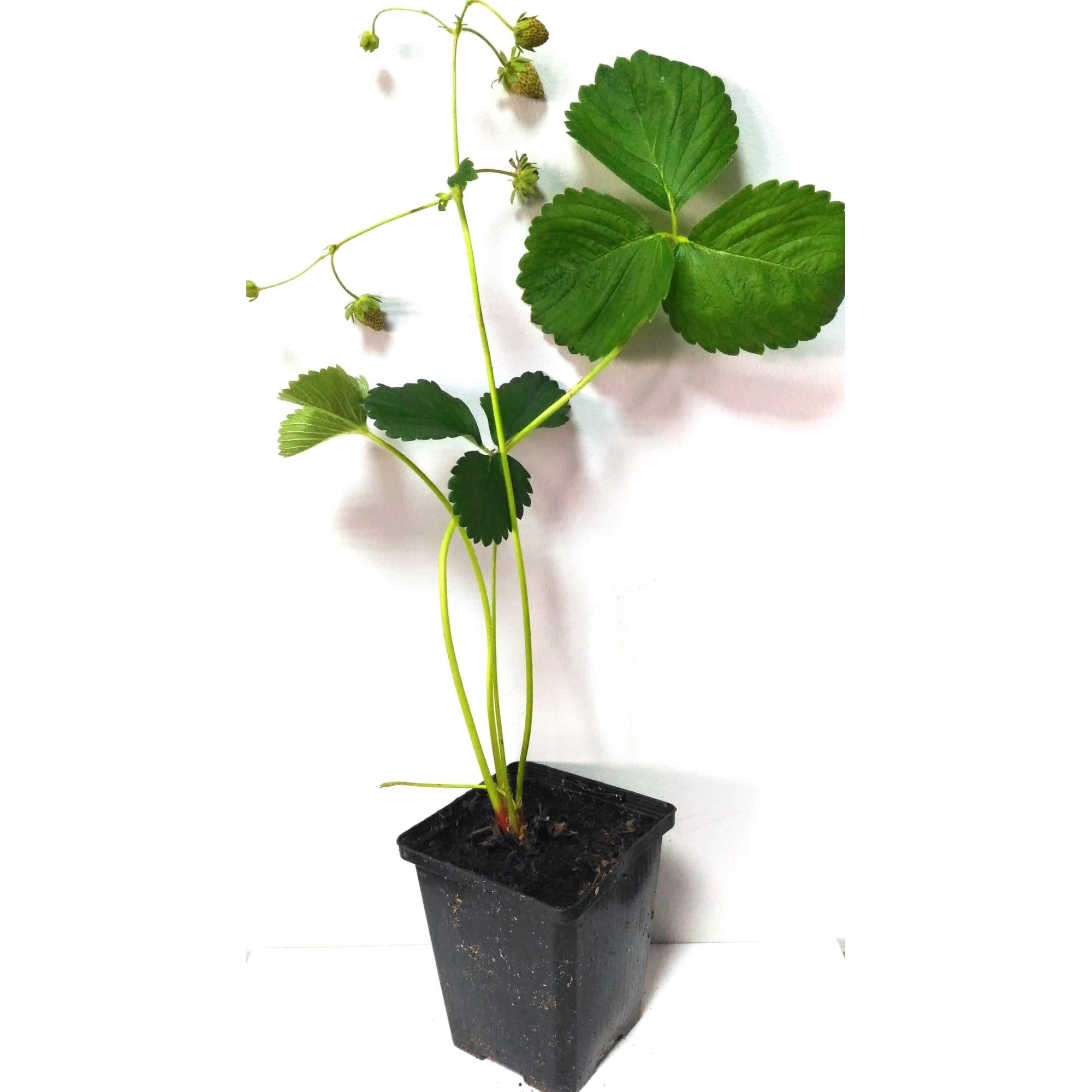 82250884 Земляника крупноплодная ранняя микс Santreyd 