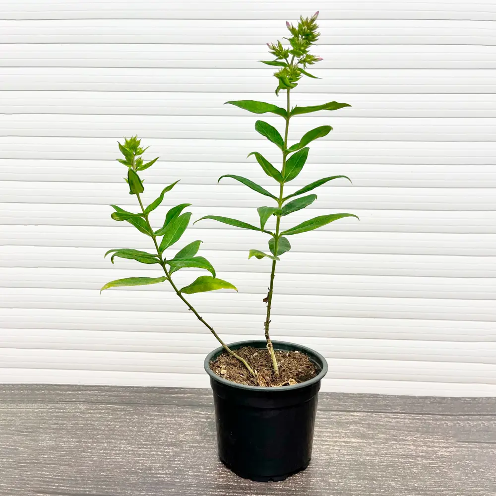 Флокс Вайт Адмирал ø15 h20 см PLANTMARKET STLM-2008045 - Вид №1