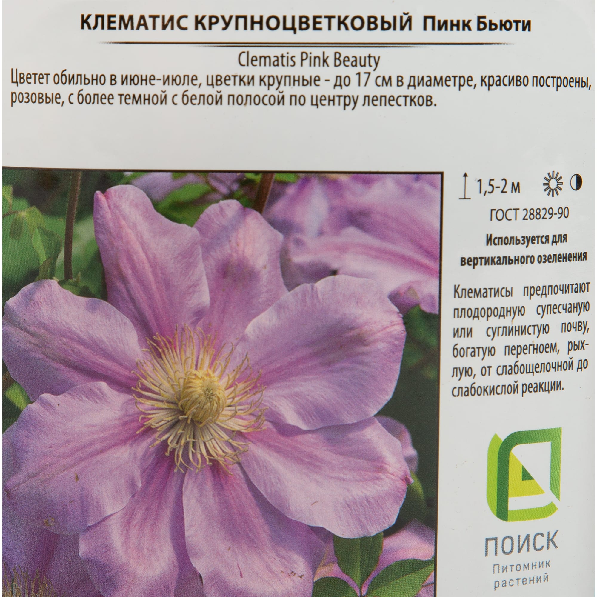 17939612 Клематис в сортах Santreyd  - Вид №2