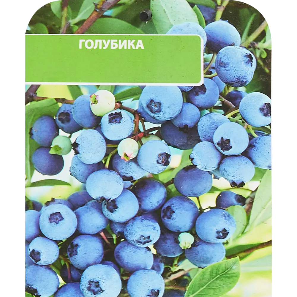 Голубика высокорослая Денис Блю ø17 h30 см 85325553 STLM-2013378 Santreyd 