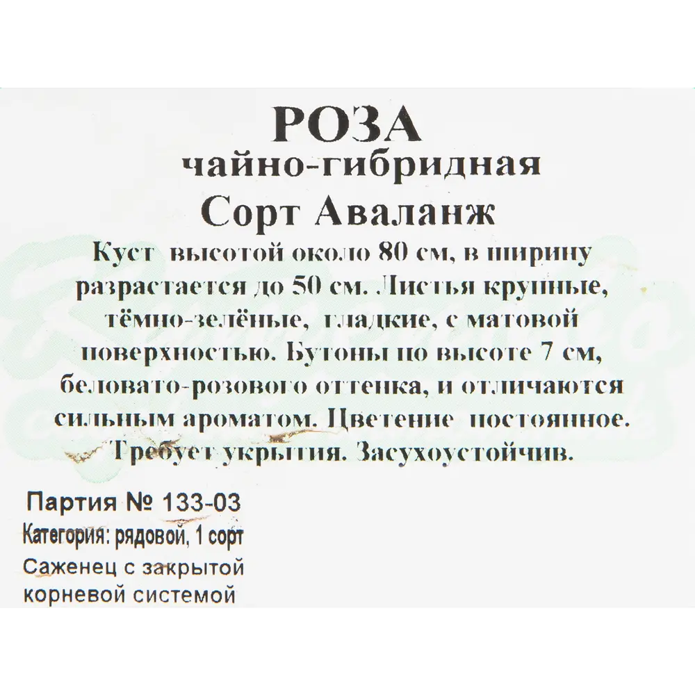 Роза чайно-гибридная «Аваланж» 15x30 см 82594794 STLM-2126886 Santreyd  - Вид №1