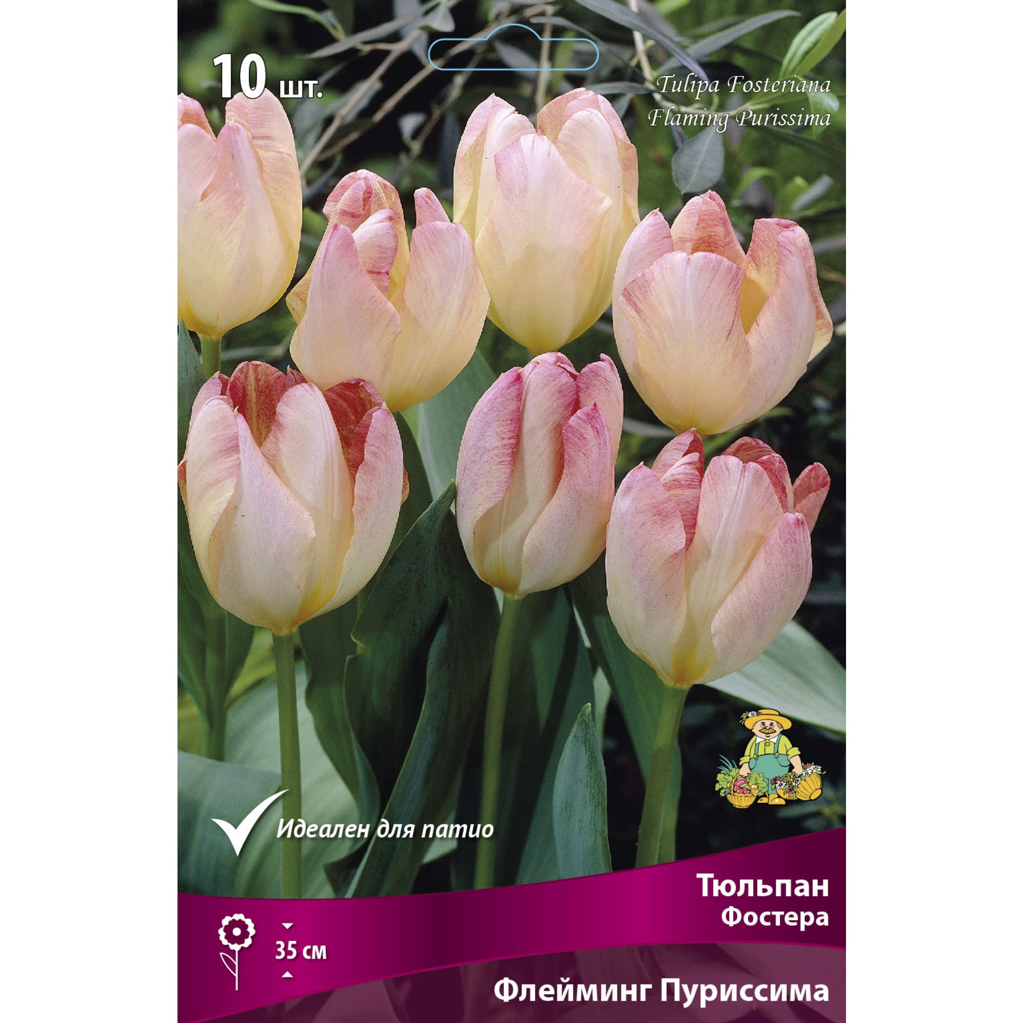 88294855 Тюльпан Фостера Флейминг пуриссима луковица 10/11, 10 шт Santreyd 