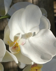 2505 777 a3 Искусственная орхидея Phalaenopsis, горшечная, 110 см, real touch, белая H-andreas