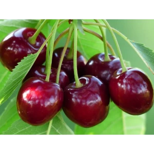 Черешня Овстуженка ø22 h125 см 87691167 STLM-2122735
