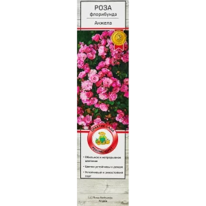 Роза флорибунда Анжела h100 см 86543274 STLM-2165875