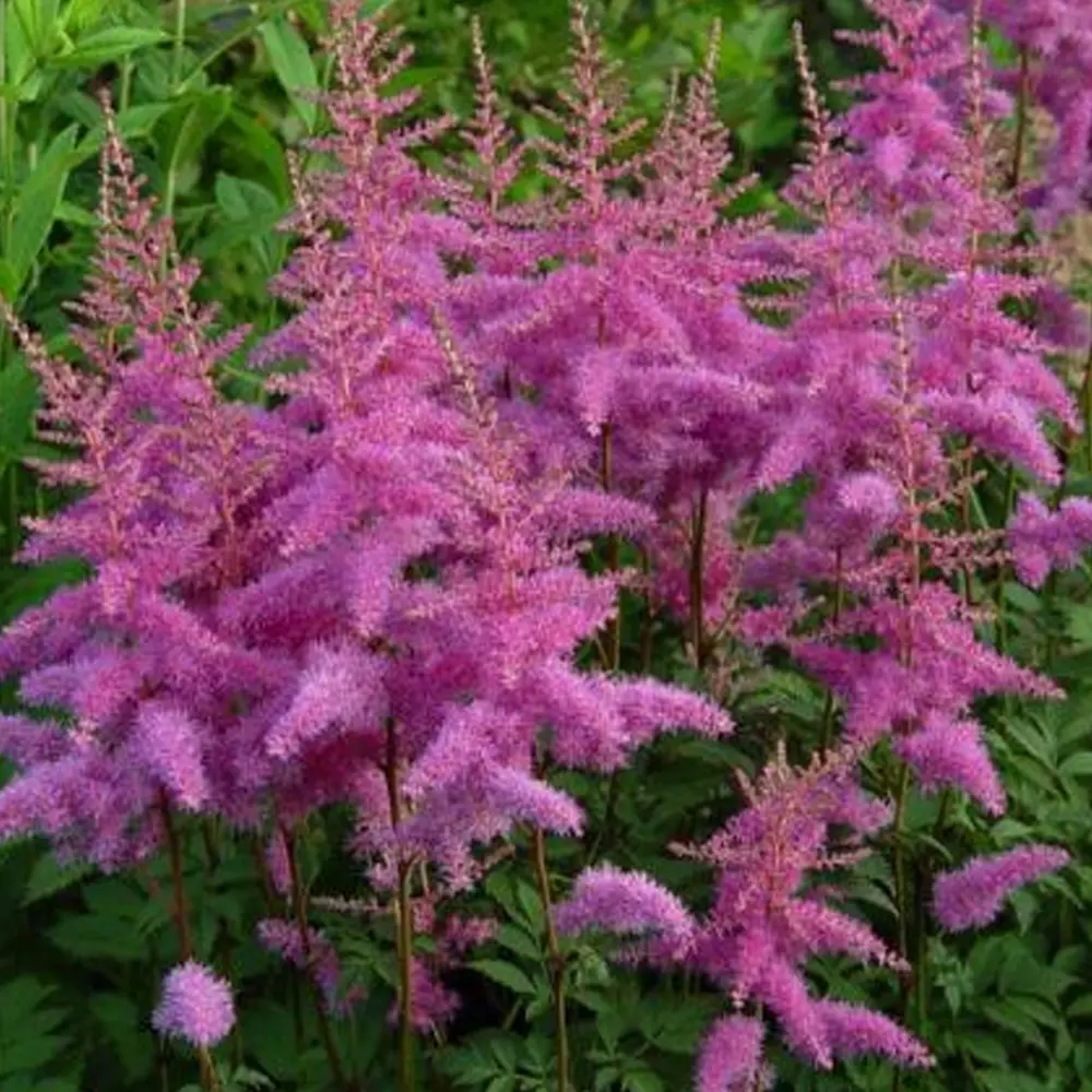 Астильба «Amethyst I» GEOLIA STLM-2128772