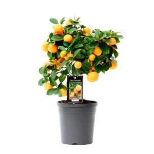 Цитрофортунелла Флоридана Лаймкват Лимон ø14 h40 см