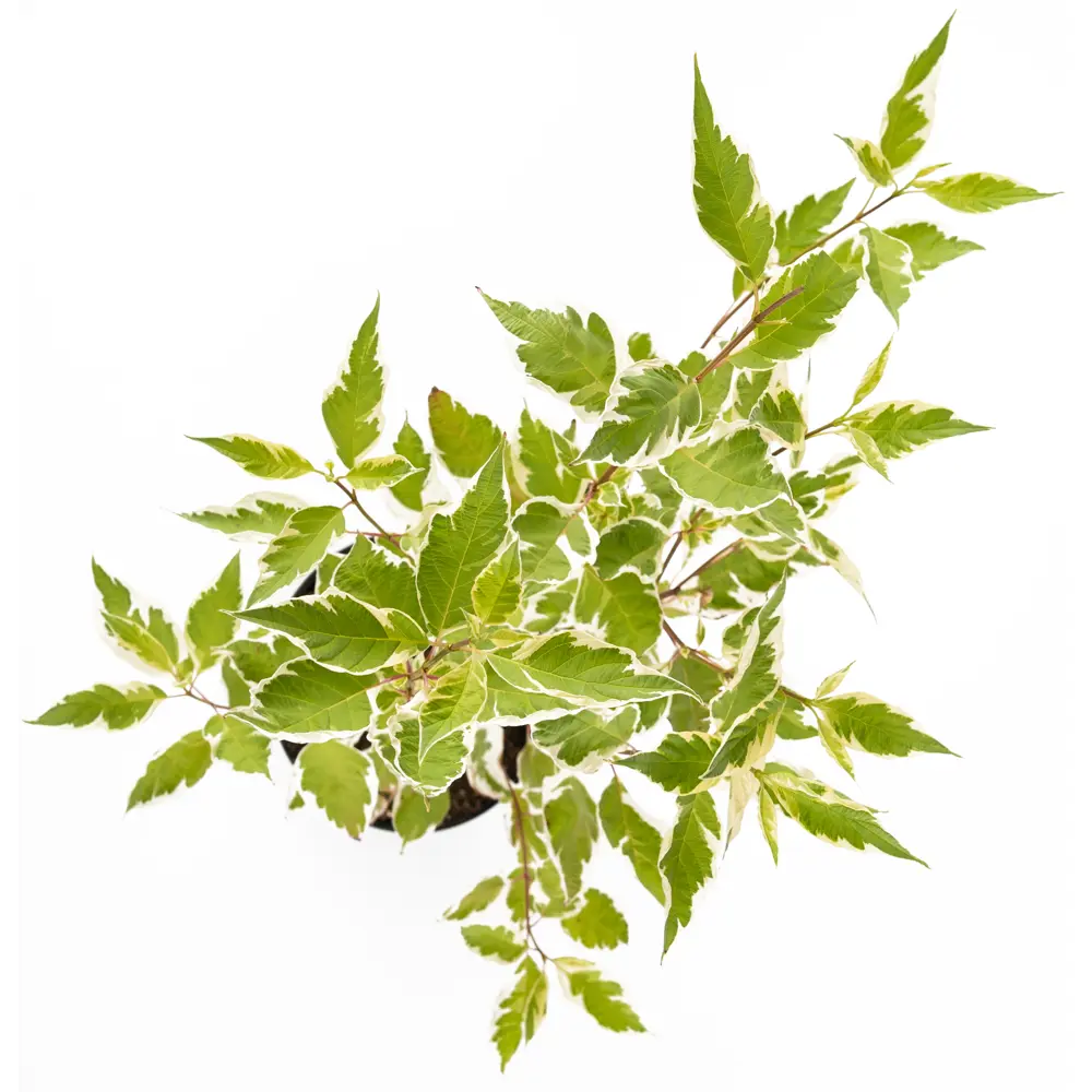 Дерен Elegantissima белый ø19 h35 см 85292588 STLM-2185093 Santreyd  - Вид №1
