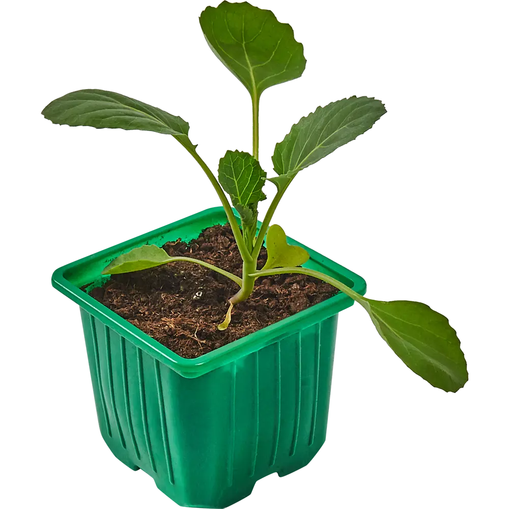 Рассада Капуста ø9 h15 см Santreyd STLM-2048917