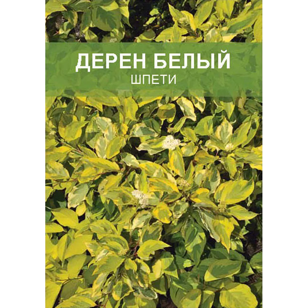 Дерен белый Шпети ø15 h35 см 85670442 STLM-2046683 Santreyd 