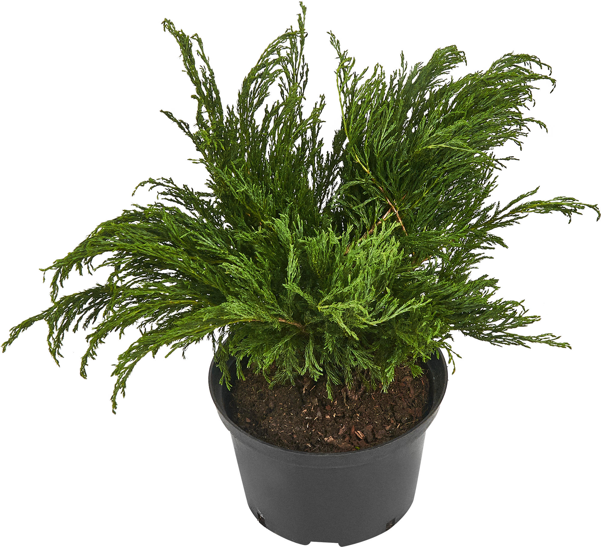 84406462 Можжевельник Андорра Компакт ø19 h40 см STLM-0049430 PLANTMARKET