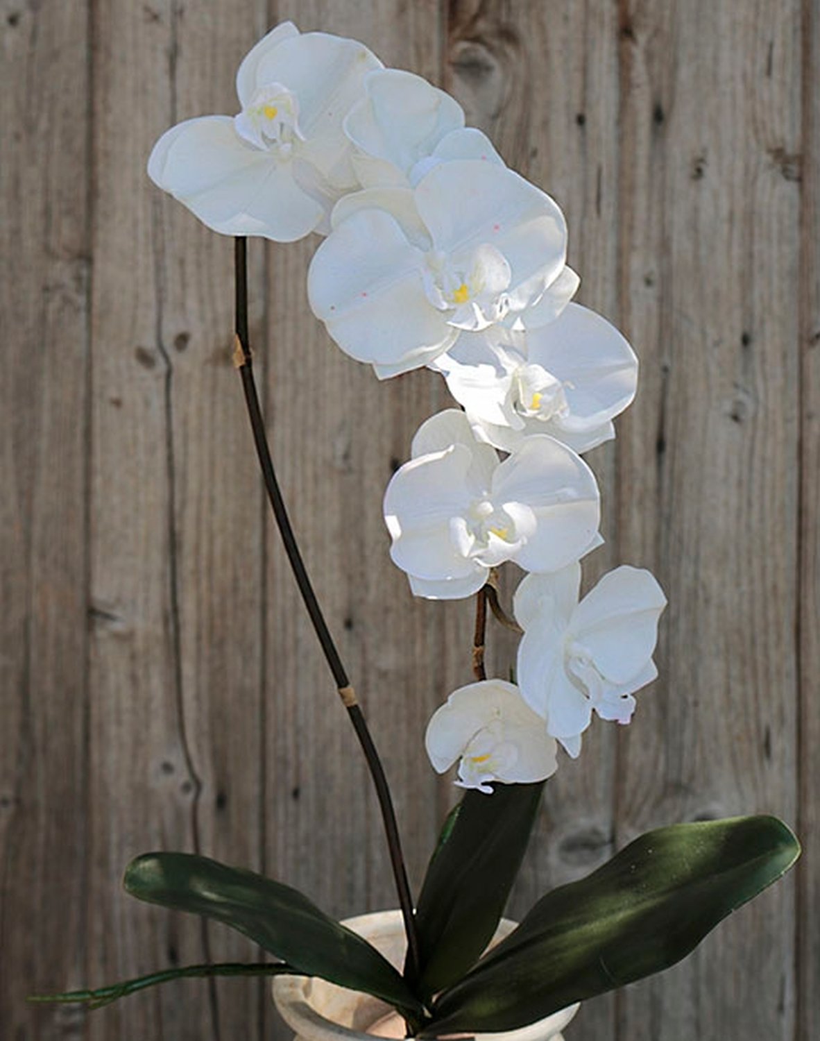 2526 700 a2 Искусственная орхидея Phalaenopsis, 73 см, real touch, чистый белый H-andreas  - Вид №3