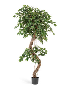10.31406N Фикус Бенджамина Коркскрю Цветочная коллекция