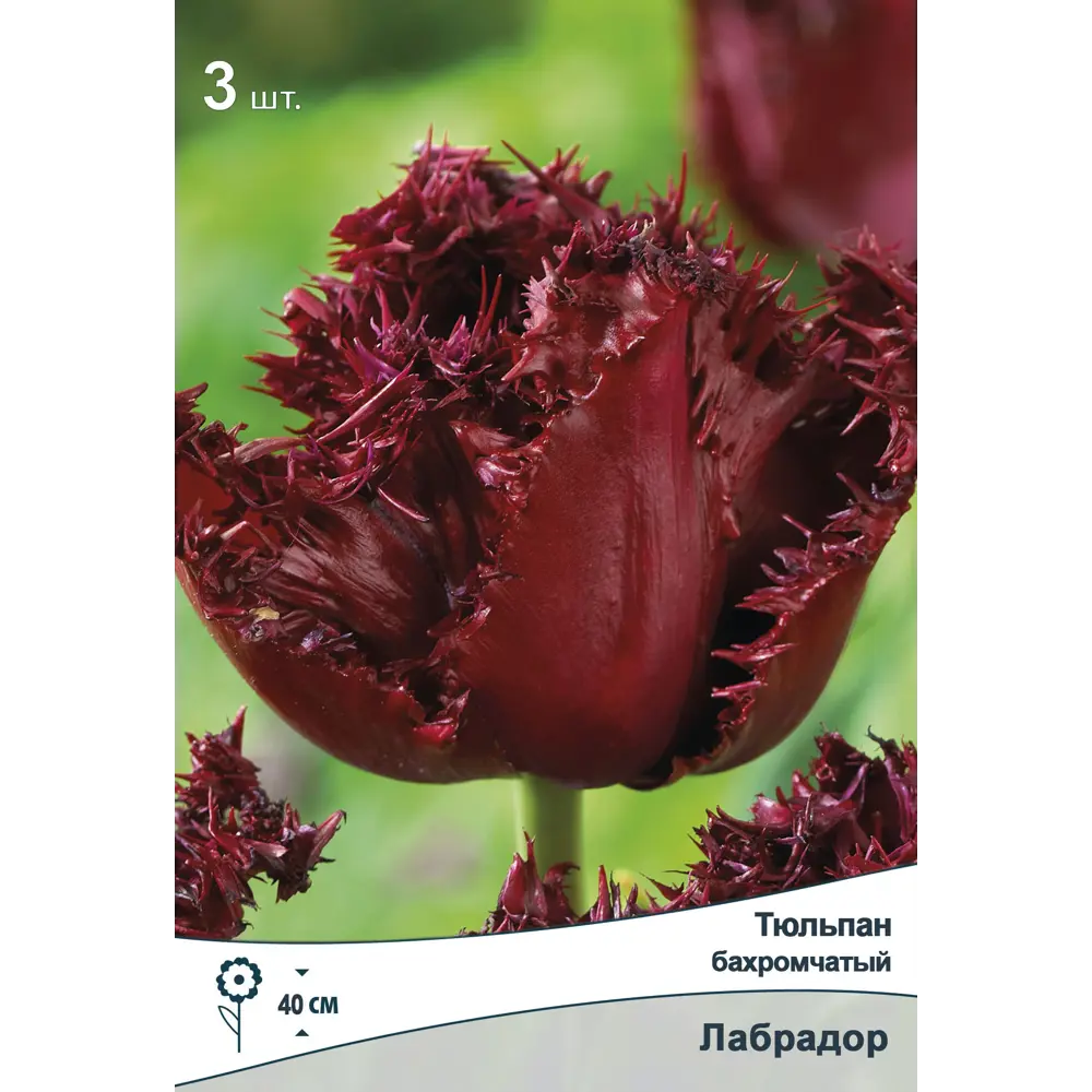 Тюльпан бахромчатый Лабрадор ПОИСК - черно-бордовые цветы для сада 89381344 STLM-1577194