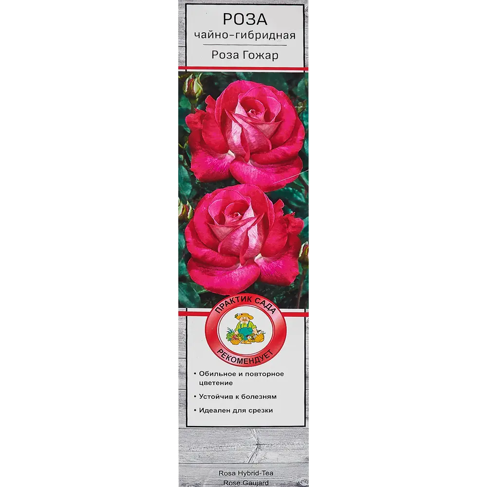 Розы чайно-гибридные «Роза Гожар» 18348064 STLM-2114019 Santreyd 