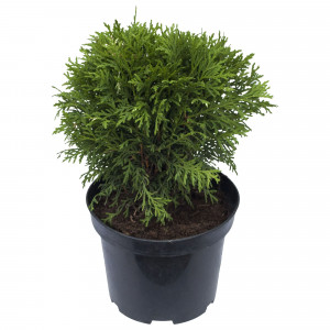 15504703 Туя Даника D17 H25