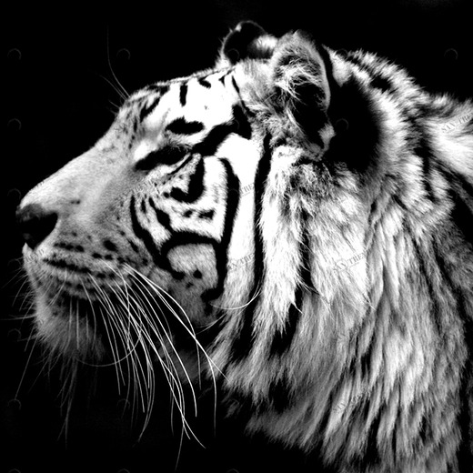 C1-163 Фотообои DIVINO Collection C 2.7х3 м C1163