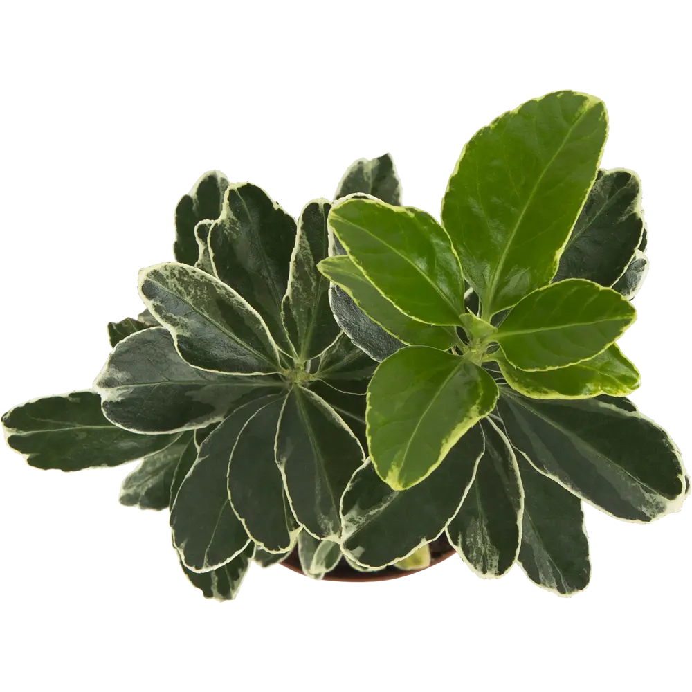 Бересклет Santreyd - декоративный кустарник с пестрой листвой 82649981 STLM-0959278 - Вид №1