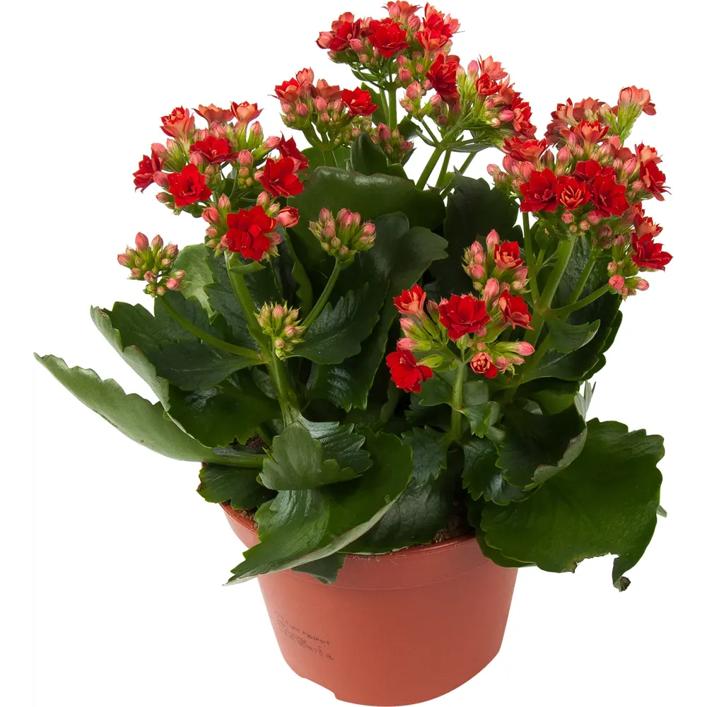 Santreyd Каланхое Розалина - цветущее украшение интерьера 85564634 STLM-0063874 - Вид №2