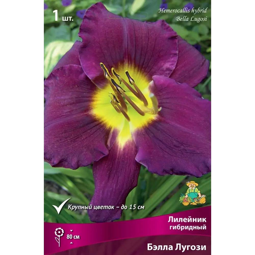 Лилейник гибридный Бэлла Лугози луковица I 83597574 STLM-2189323 Santreyd 
