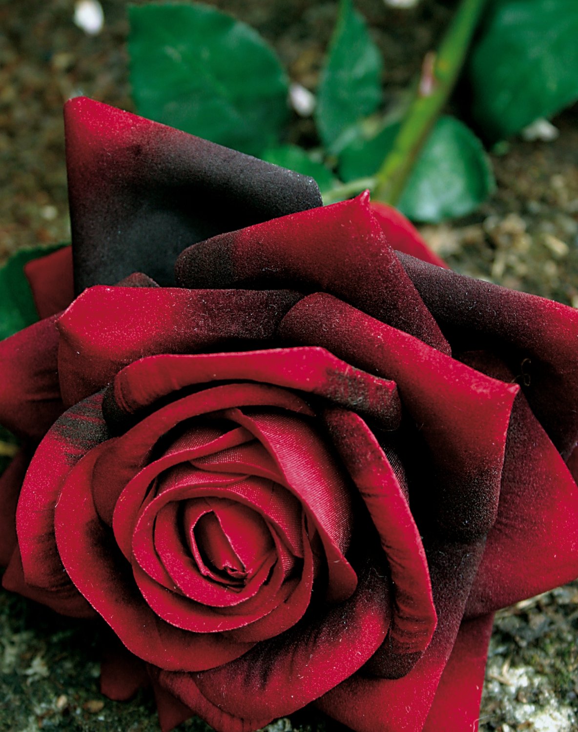 2408 449 a2 Искусственная роза, бархат, 80 см, бордовый H-andreas  - Вид №5