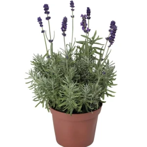 Лаванда узколистная Хидкот Блу Стрэйн h15 см