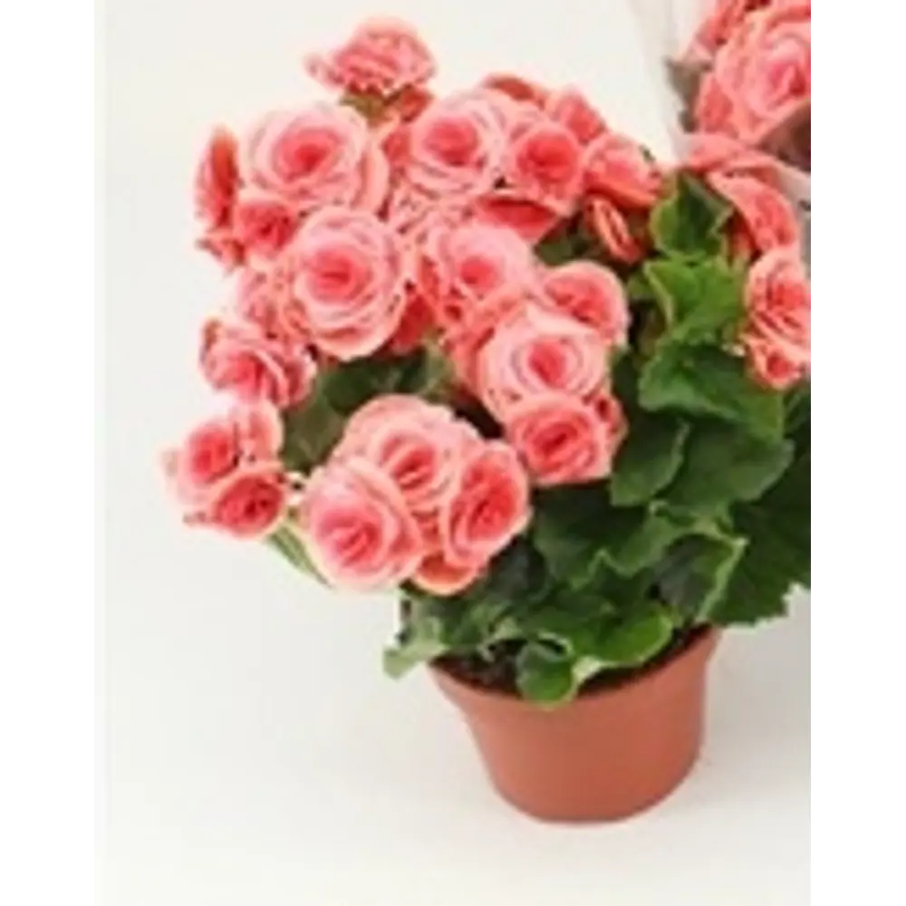 Бегония Бориас красно-розовая ø14 h31 см 84450708 STLM-2103270 Santreyd 