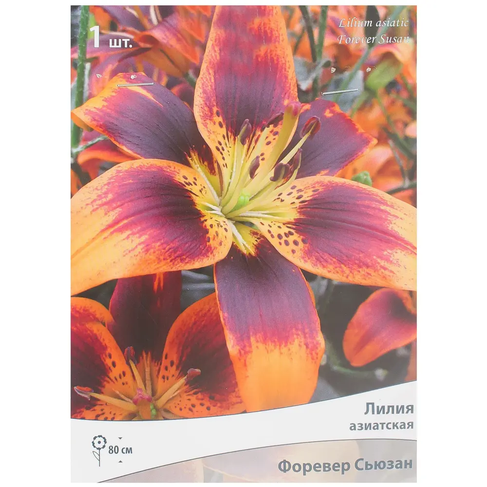 Луковица лилии Форевер Сьюзан - яркий оранжево-бордовый цветок для сада 81945453 Santreyd STLM-1580884