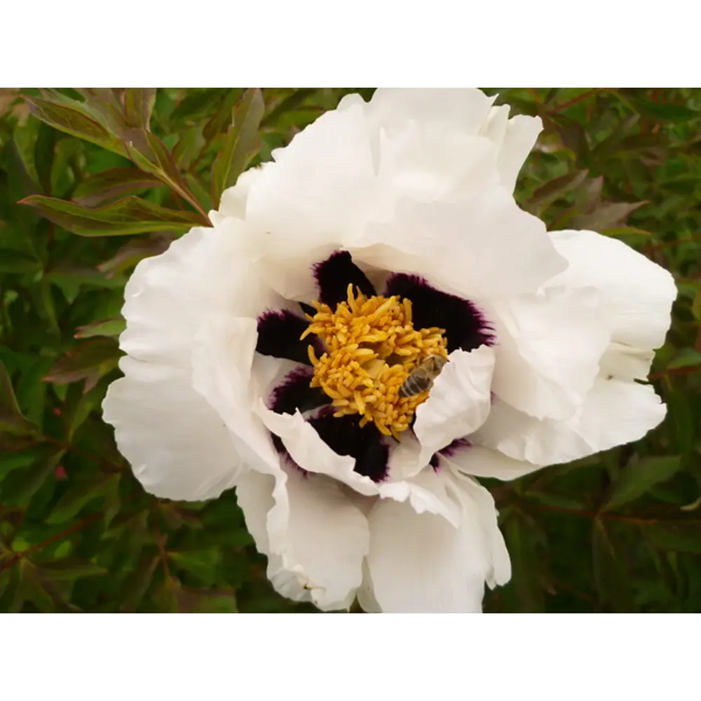 Пион древовидный Снежный Лотос 83761605 STLM-2132878 Santreyd 