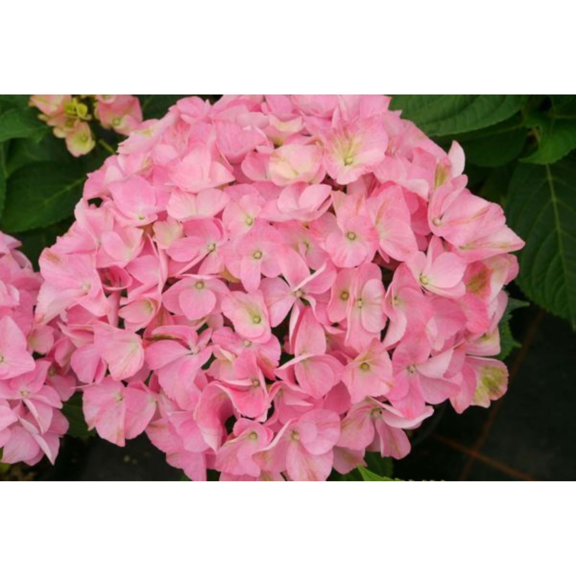 82601824 Гортензия крупнолистная «Бель Седакшэн» 9x20 см Santreyd  - Вид №4