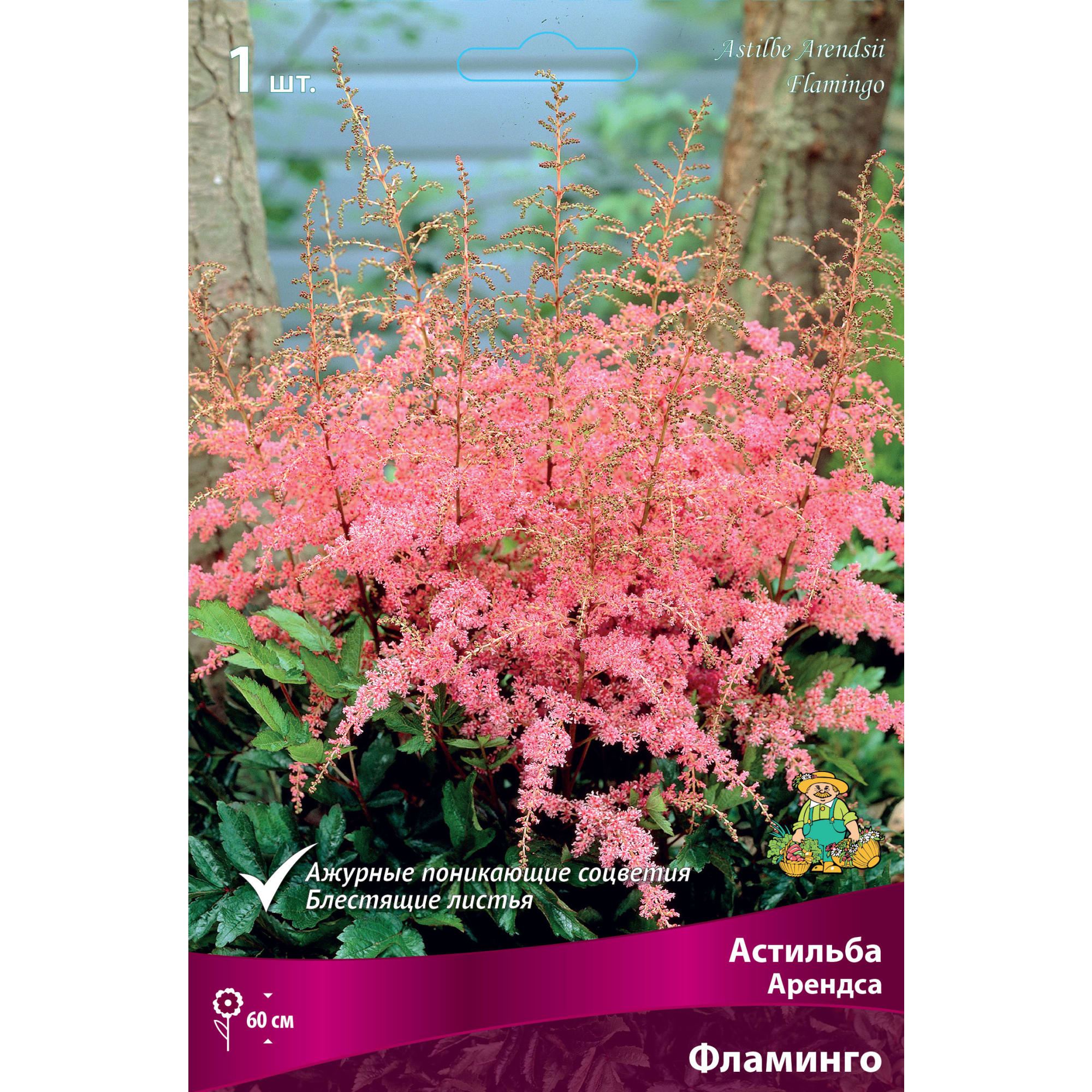 88294698 Астильба Арендса Фламинго луковица I Santreyd 