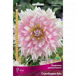 83593824 Георгина декоративная Строберри Айс луковица I