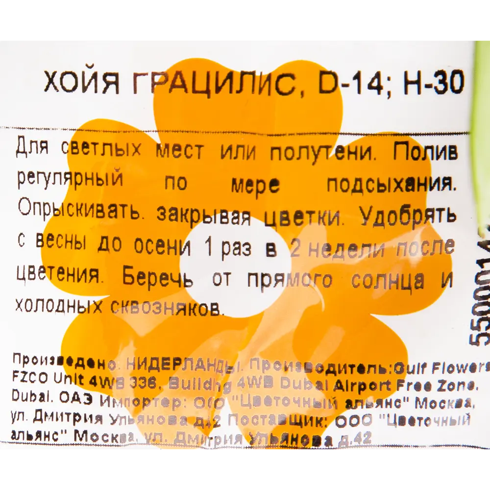 Хойя Грацилис 14x30 см 82850412 STLM-2037259 Santreyd  - Вид №2