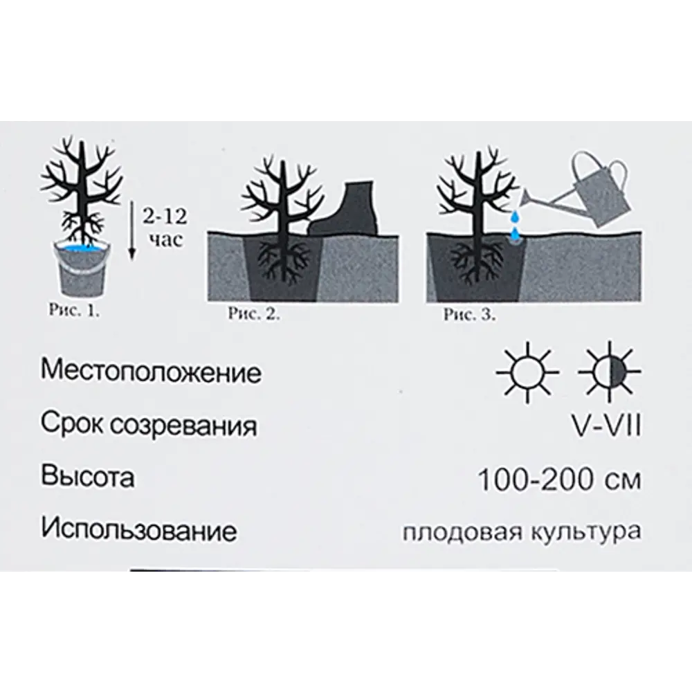 Жимолость съедобная Лазурит h40 см 86543990 STLM-2029574 Santreyd  - Вид №4