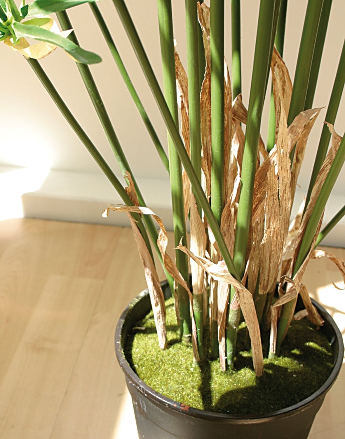 5720 883 a3 Искусственные орехи в горшках, 150 см, зеленые H-andreas 