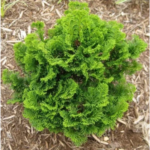 Кипарисовик тупой Нана Грацилис ø14 h25 см