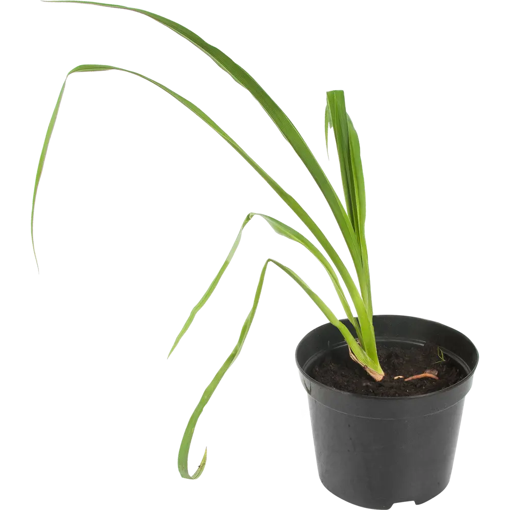 Лилейник «Франс Хальс» 15x45 см 82625239 STLM-2078218 PLANTMARKET 